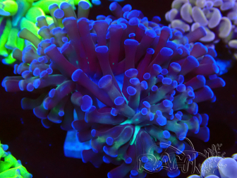 WYSIWYG Euphyllia paraancora (Maricultura acclimatata sotto LED) 4D4