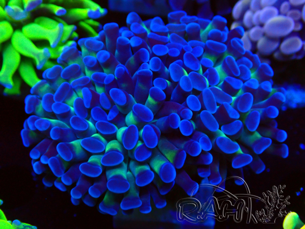 WYSIWYG Euphyllia paraancora (Mariculture acclimaté sous LED) 4D5