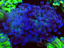 WYSIWYG Euphyllia paraancora (Mariculture acclimaté sous LED) 4D6