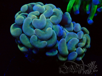 WYSIWYG Euphyllia paraancora (unter LED akklimatisierte Marikultur) 4D5
