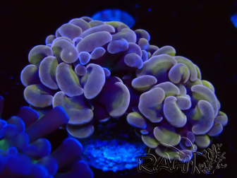 WYSIWYG Euphyllia paraancora (Maricultura aclimatada bajo LED) 4D6