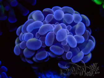 WYSIWYG Euphyllia paraancora (Mariculture acclimated under LED) 4D5