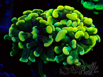 WYSIWYG Euphyllia paraancora (unter LED akklimatisierte Marikultur) 4D6