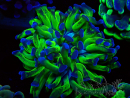 WYSIWYG Euphyllia paraancora (Mariculture acclimaté sous LED) 4E4