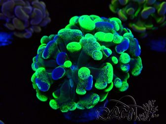 WYSIWYG Euphyllia paraancora (Marikultur unter LED akklimatisiert) 4E5