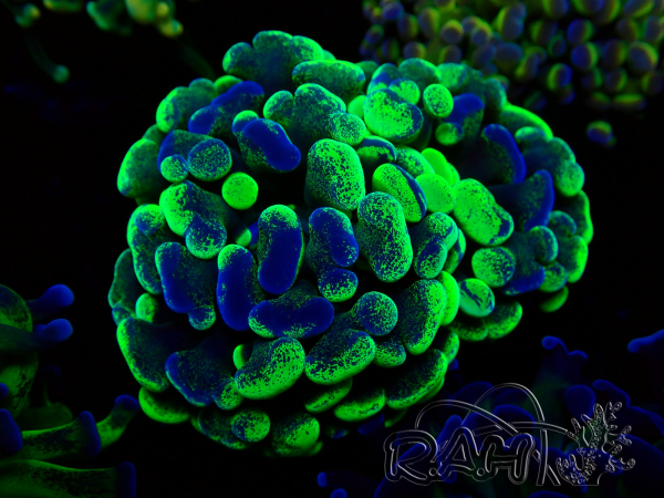 WYSIWYG Euphyllia paraancora (Mariculture acclimaté sous LED) 4F2