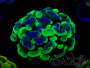 WYSIWYG Euphyllia paraancora (Mariculture acclimaté sous LED) 4F1