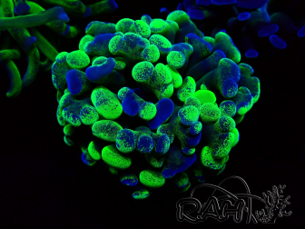 WYSIWYG Euphyllia paraancora (Marikultur unter LED akklimatisiert) 4F6