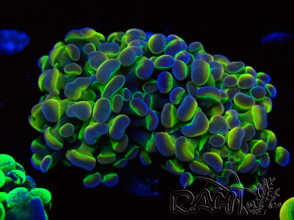 WYSIWYG Euphyllia paraancora (Mariculture acclimaté sous LED) 4G3