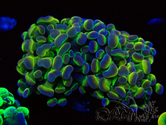 WYSIWYG Euphyllia paraancora (Maricultura acclimatata sotto LED) 4G3