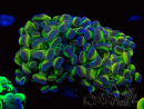 WYSIWYG Euphyllia paraancora (Mariculture acclimaté sous LED) 4G3