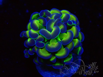 WYSIWYG Euphyllia paraancora (Maricultura aclimatada bajo LED) 4G6