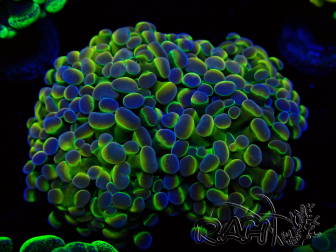 WYSIWYG Euphyllia paraancora (Maricultura acclimatata sotto LED) 4H1