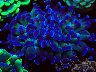 WYSIWYG Euphyllia paraancora (Mariculture acclimated under LED) 4H2