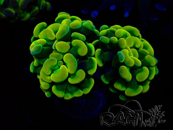 WYSIWYG Euphyllia paraancora (Mariculture acclimated under LED) 4H3