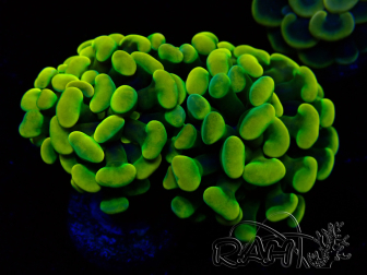 WYSIWYG Euphyllia paraancora (Mariculture acclimated under LED) 4H4
