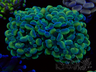 WYSIWYG Euphyllia paraancora (Maricultured acclimated under LED) 4H5