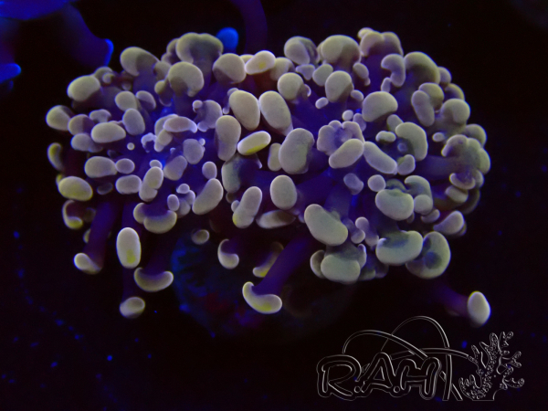 WYSIWYG Euphyllia paraancora (Mariculture acclimaté sous LED) 4H6