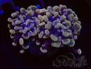 WYSIWYG Euphyllia paraancora (Mariculture acclimaté sous LED) 4H6
