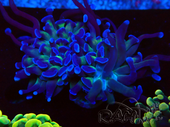 WYSIWYG Euphyllia paraancora (Maricultured acclimated under LED) 4H5