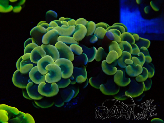 WYSIWYG Euphyllia paraancora (Mariculture acclimated under LED) 4H6