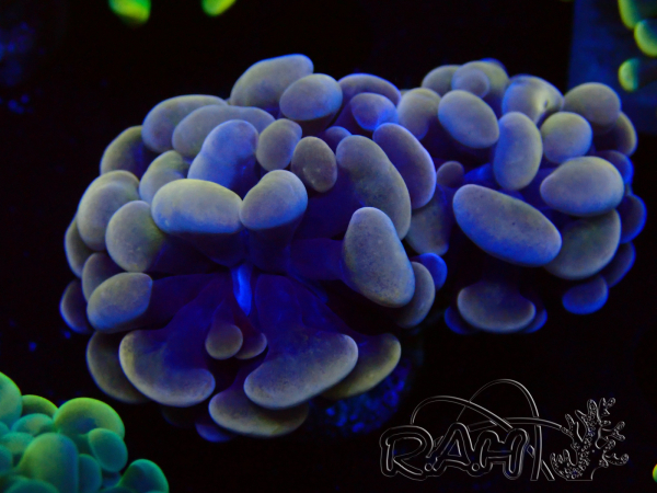 WYSIWYG Euphyllia paraancora (Mariculture acclimaté sous LED) 4H9