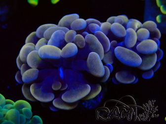 WYSIWYG Euphyllia paraancora (Mariculture acclimaté sous LED) 4H9