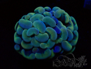 WYSIWYG Euphyllia paraancora (Mariculture acclimaté sous LED) 4H10