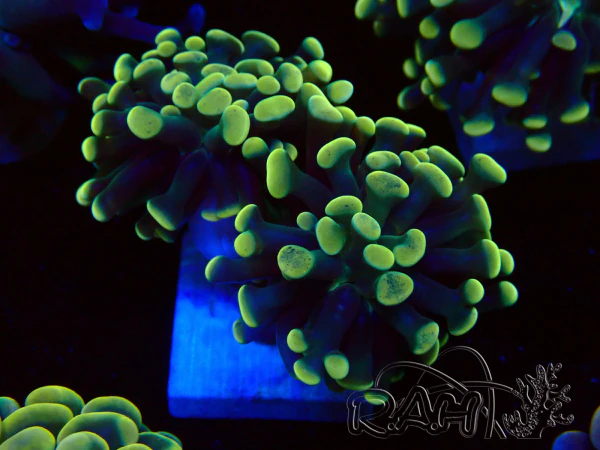 WYSIWYG Euphyllia paraancora (Mariculture acclimaté sous LED) 4I1
