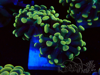 WYSIWYG Euphyllia paraancora (Mariculture acclimaté sous LED) 4I1