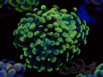 WYSIWYG Euphyllia paraancora (Mariculture acclimated under LED)