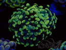WYSIWYG Euphyllia paraancora (Mariculture acclimated under LED)