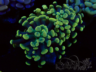 WYSIWYG Euphyllia paraancora (Mariculture acclimaté sous LED) 4I3