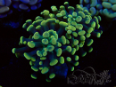 WYSIWYG Euphyllia paraancora (Mariculture acclimaté sous LED)