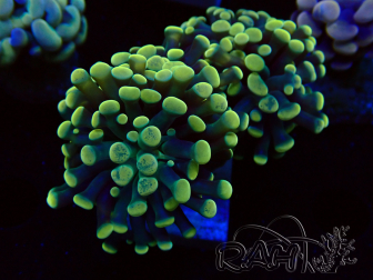 WYSIWYG Euphyllia paraancora (Maricultura aclimatada bajo LED)