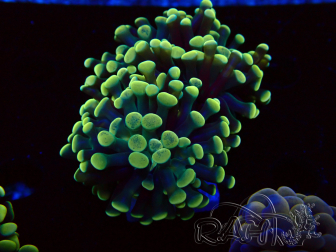 WYSIWYG Euphyllia paraancora (Mariculture acclimaté sous LED) 4I5