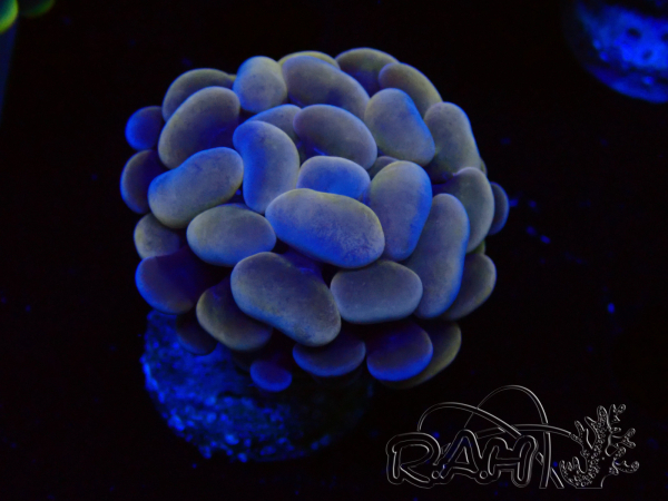 WYSIWYG Euphyllia paraancora (Mariculture acclimated under LED)