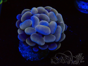WYSIWYG Euphyllia paraancora (Mariculture acclimaté sous LED)