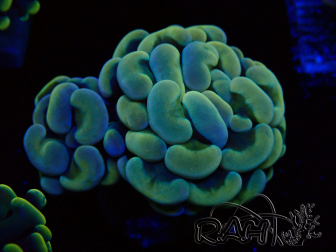 WYSIWYG Euphyllia paraancora (Mariculture acclimaté sous LED)