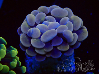 WYSIWYG Euphyllia paraancora (Mariculture acclimaté sous LED) 4I8