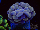 WYSIWYG Euphyllia paraancora (Mariculture acclimaté sous LED)