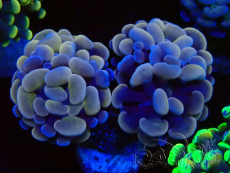 WYSIWYG Euphyllia paraancora (Mariculture acclimated under LED)
