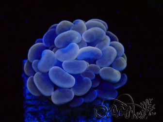 WYSIWYG Euphyllia paraancora (Maricultura acclimatata sotto LED)