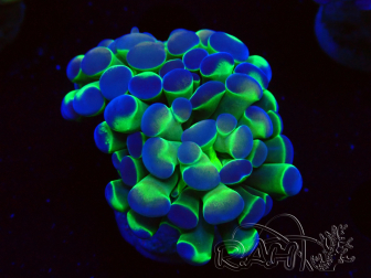 WYSIWYG Euphyllia paraancora (Mariculture acclimaté sous LED)