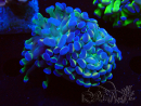 WYSIWYG Euphyllia paraancora (Mariculture acclimaté sous LED) 4J2