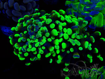 WYSIWYG Euphyllia paraancora (Mariculture acclimaté sous LED) 4J3