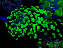 WYSIWYG Euphyllia paraancora (Mariculture acclimaté sous LED)