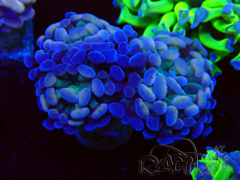 WYSIWYG Euphyllia paraancora (Maricultura acclimatata sotto LED)