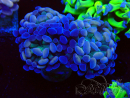 WYSIWYG Euphyllia paraancora (Maricultura acclimatata sotto LED)