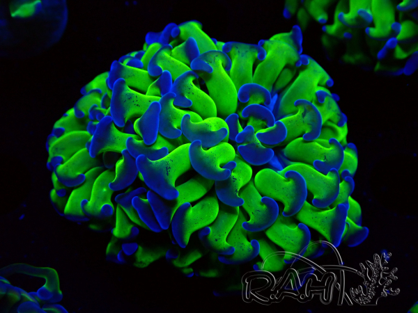 WYSIWYG Euphyllia paraancora (Maricultura acclimatata sotto LED)